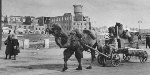 На верблюжьей тяге. На верблюжьей тяге На верблюжьей тяге. На верблюжьей тяге