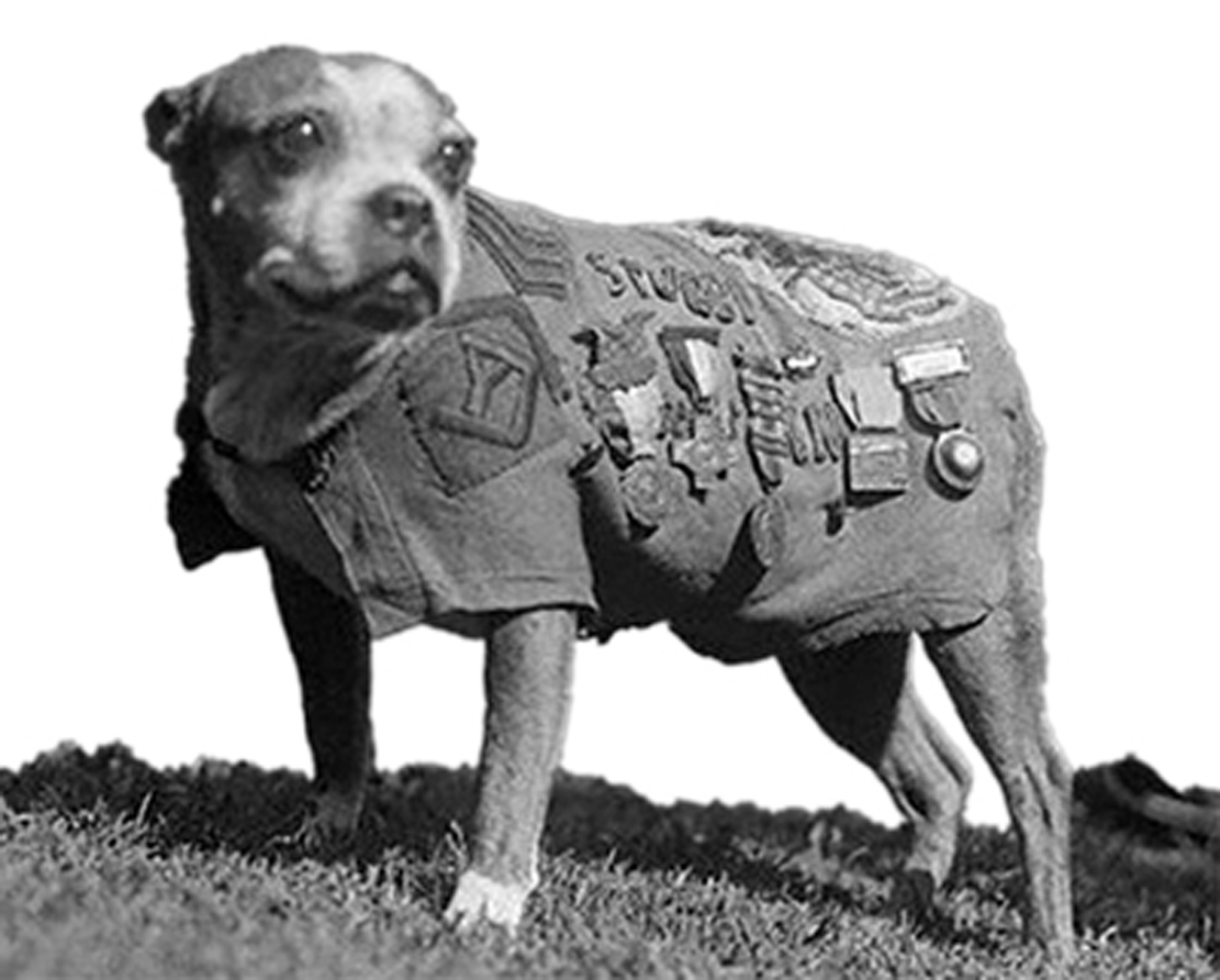 Собака, дослужившаяся до звания сержанта. 700.jpeg