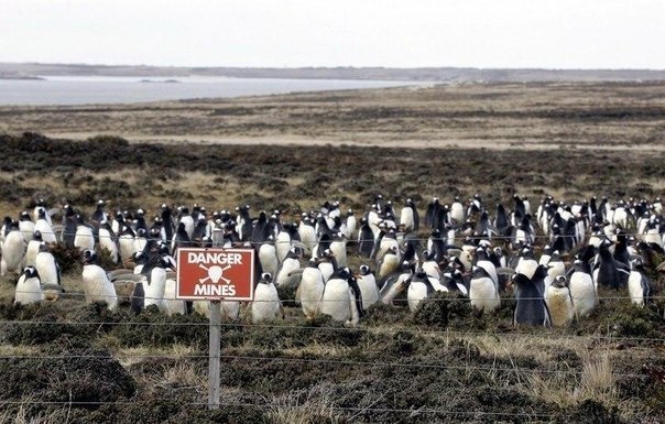 Пингвинам мины не страшны. Пингвинам мины не страшны